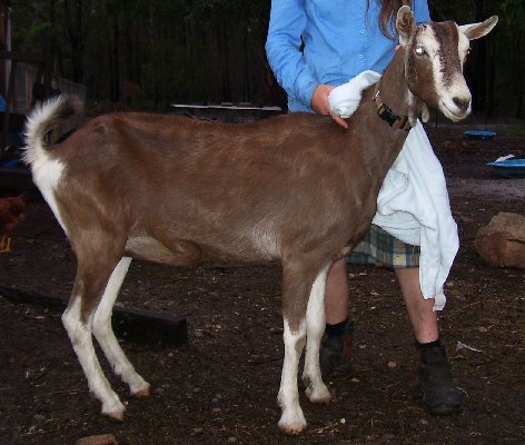 Jint with her new coat and without either horn