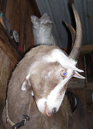 Jint with her horns