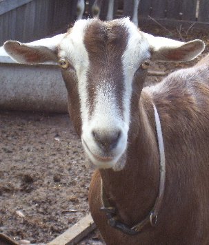 Jint looking very pretty without either horn