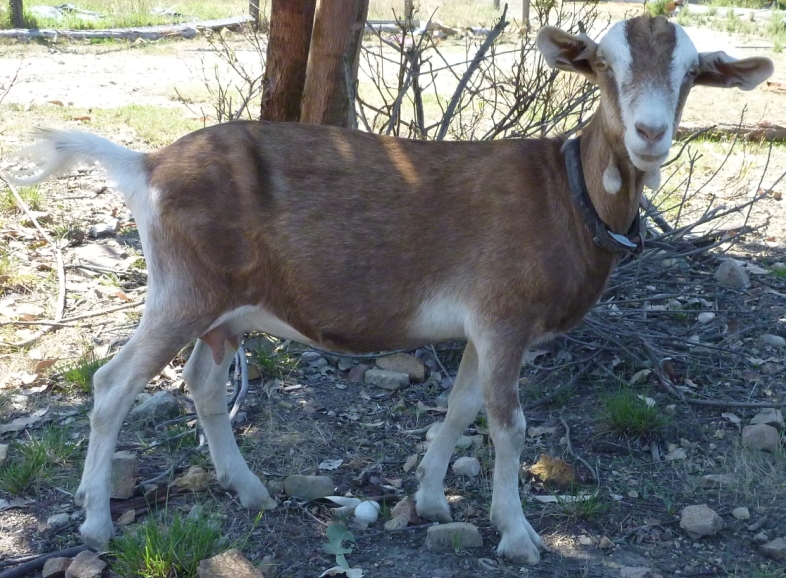 Pookie at 1.5 years old