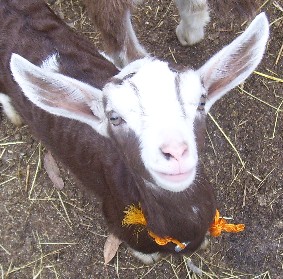 Fudge at a month old