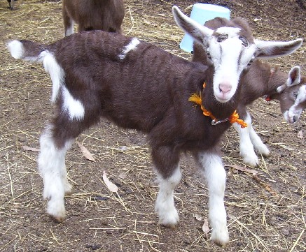 Fudge at abit over a month old