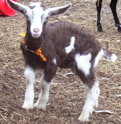 Fudge at a month old