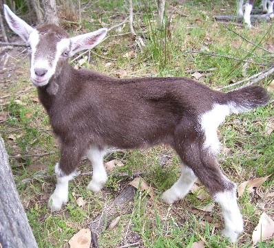 Cumin at a week old