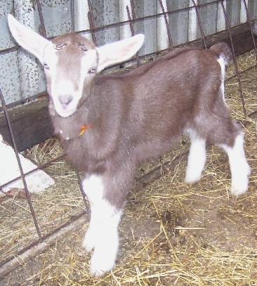 Cumin at twenty days old