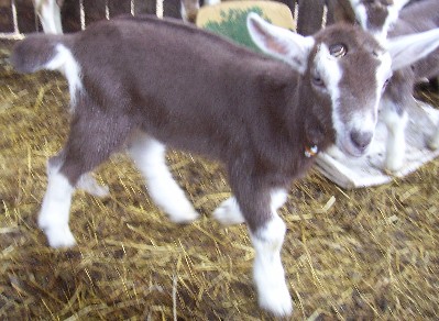 Cumin at twenty days old
