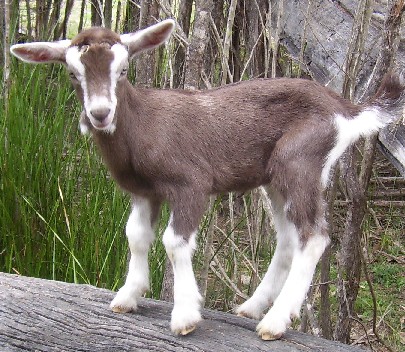 Nij at two weeks old