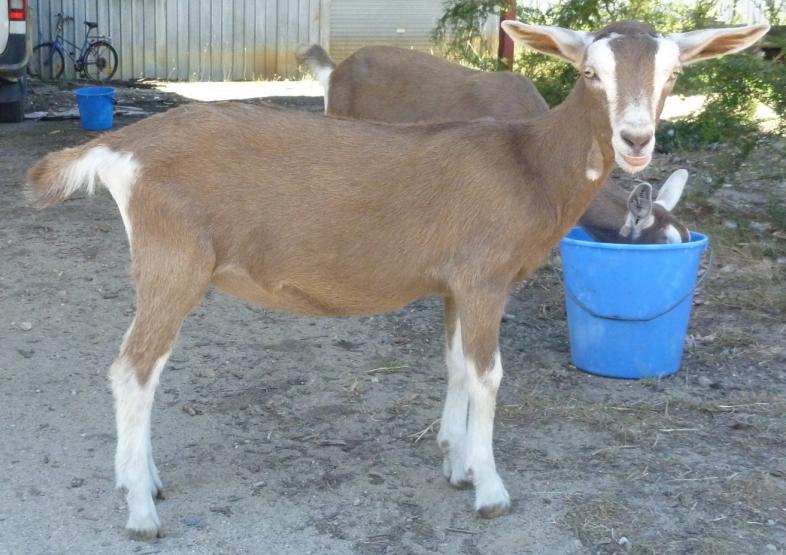 Nigella at two months old