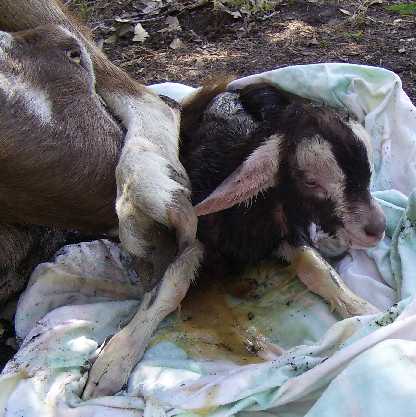 Tyco at a few minutes old