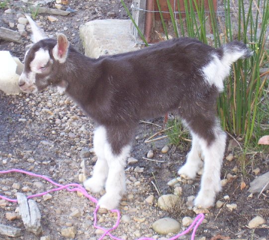 Tyco at two hours old