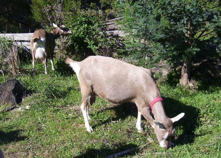 Midgee and Ginger in the goat paddock