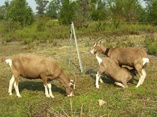 Bella, Megs and Tauphan in the goat paddock