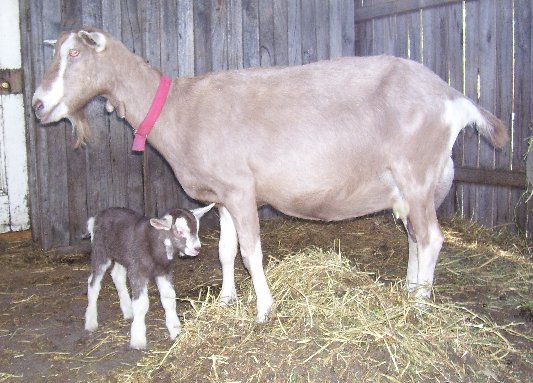 Ginger+ baby Tauphan