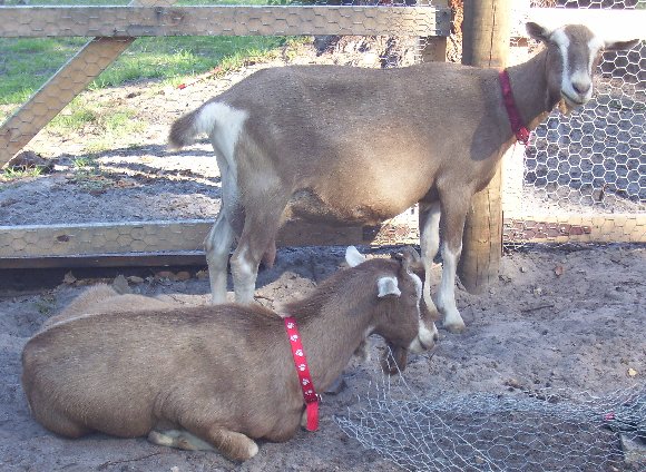 Ginger + one year old Tauphan
