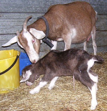 Pookie and Typhoon