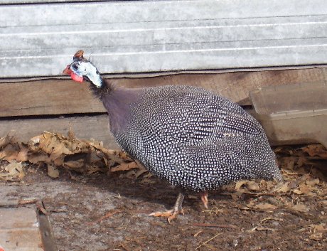 Cinder, one of our four original Guinea Fowl