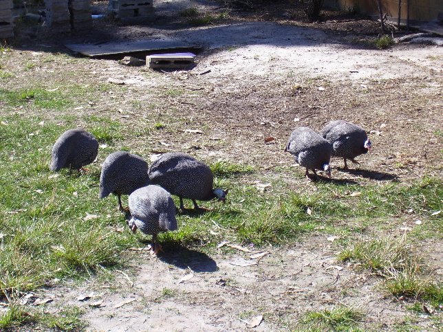 Our first flock that had females - three pairs are in this photo.