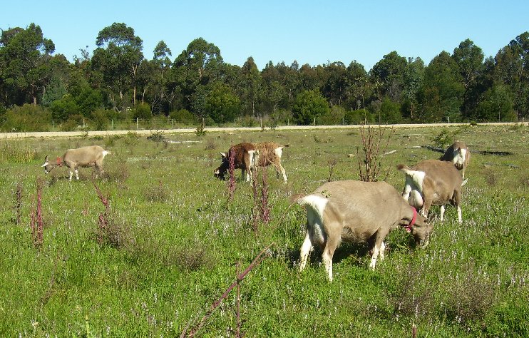 The whole herd about September 2007