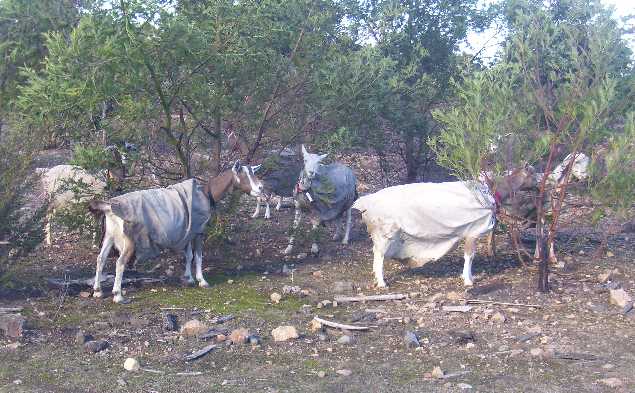 Part of the herd of does in July 2009