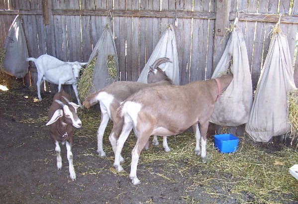 Most of the herd the day after Ginger kidded, January 2008