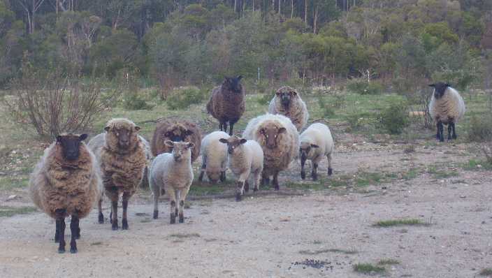 The whole herd of sheep in May 09