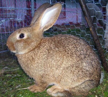 Tassie sitting down
