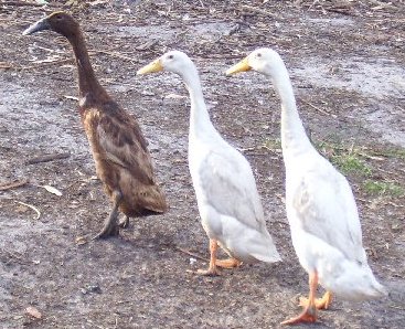 The three Indian Runner ducks