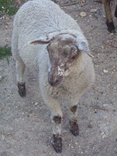 Caramello, one of Little Miss' twins from 2008