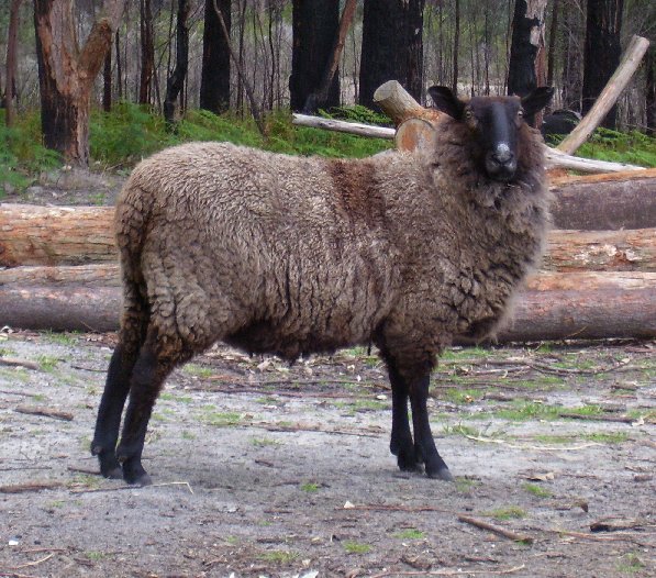 Caspian, a big, handsome wether