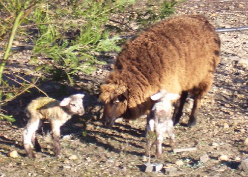 Cocoa with her 08 twins, Snugglepot and Cuddlepie
