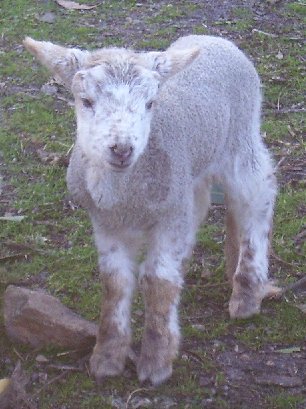 Coconut Ice, one of Spongcakes's 09 twin ewe lambs