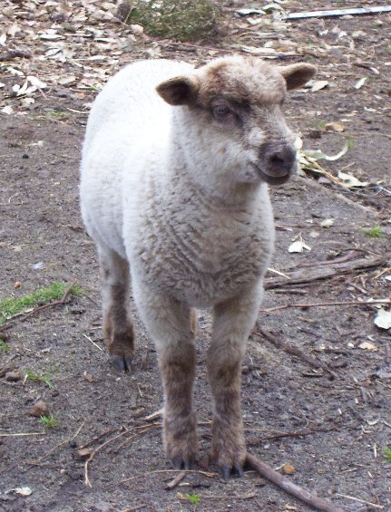 Icypole, the twin sister to Coconut Ice, and a daughter of Spongcake