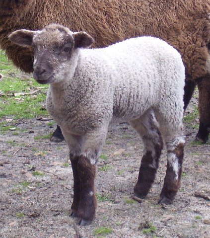 Marsbar, a cute Little Miss lamb, trotting along