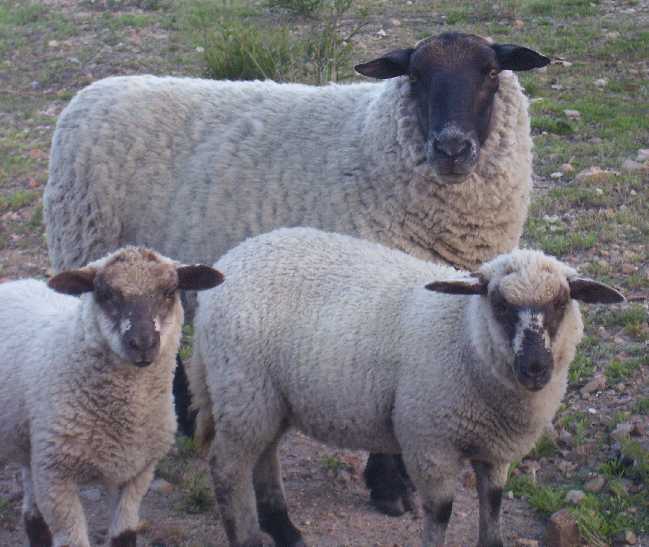Randy, Milkyway, and Starglow in early 09