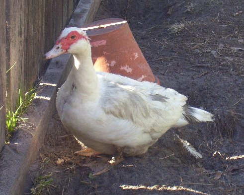 Pearl beside the BBQ