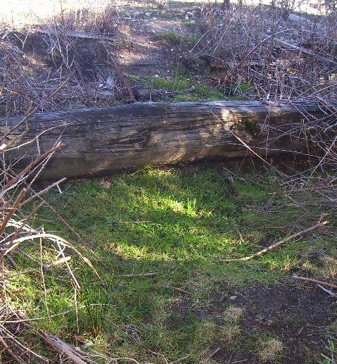 A log and patch of grass in the buck paddock